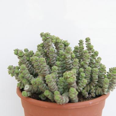 Crassula rupestris